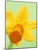 Yellow daffodil-null-Mounted Photographic Print