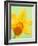 Yellow daffodil-null-Framed Photographic Print