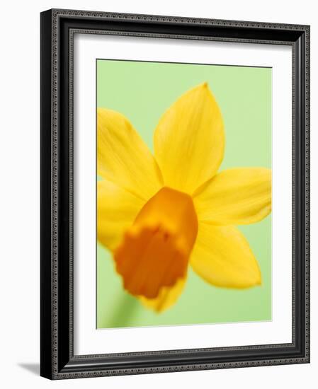 Yellow daffodil-null-Framed Photographic Print