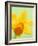 Yellow daffodil-null-Framed Photographic Print