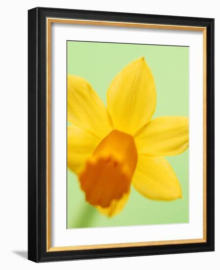 Yellow daffodil-null-Framed Photographic Print