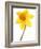 Yellow daffodil-null-Framed Photographic Print