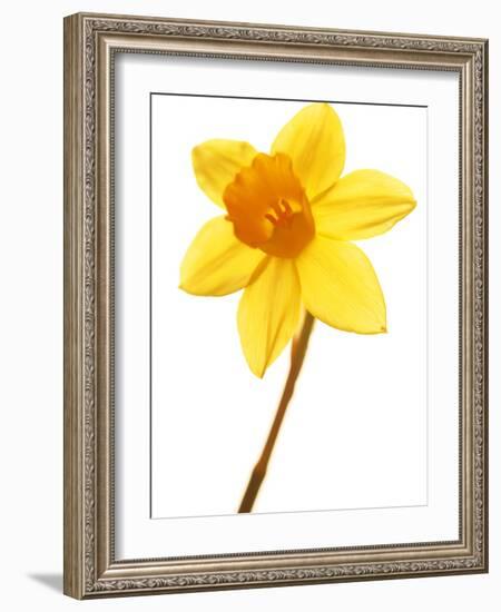 Yellow daffodil-null-Framed Photographic Print