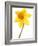 Yellow daffodil-null-Framed Photographic Print