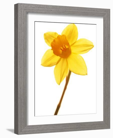 Yellow daffodil-null-Framed Photographic Print