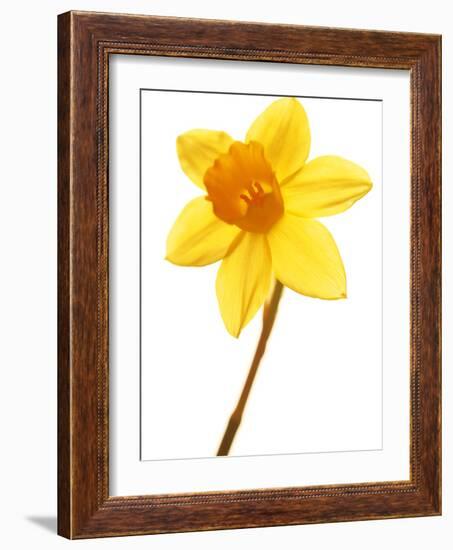 Yellow daffodil-null-Framed Photographic Print