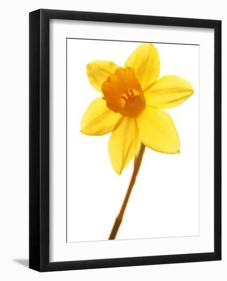 Yellow daffodil-null-Framed Photographic Print