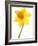 Yellow daffodil-null-Framed Photographic Print