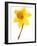 Yellow daffodil-null-Framed Photographic Print