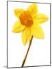 Yellow daffodil-null-Mounted Photographic Print