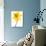 Yellow daffodil-null-Photographic Print displayed on a wall