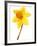 Yellow daffodil-null-Framed Photographic Print