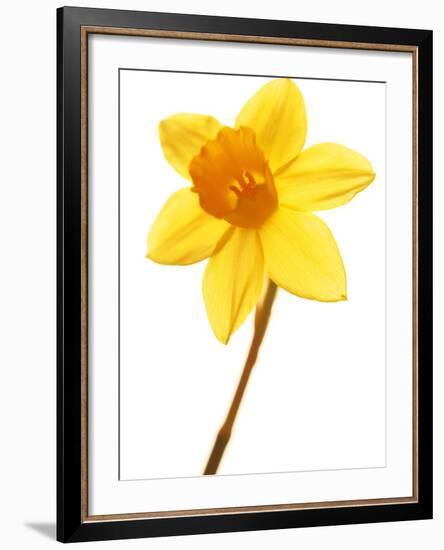 Yellow daffodil-null-Framed Photographic Print