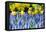 Yellow Daffodils and Blue Grape Hyacinths in Spring Garden 'Keukenhof', Holland-dzain-Framed Premier Image Canvas