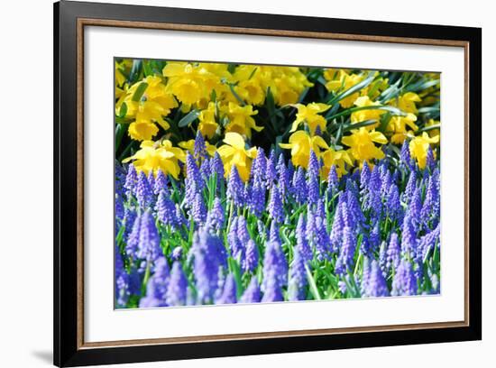 Yellow Daffodils and Blue Grape Hyacinths in Spring Garden 'Keukenhof', Holland-dzain-Framed Photographic Print