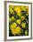 Yellow Daffodils, Elmira College, New York, USA-Lisa S. Engelbrecht-Framed Photographic Print