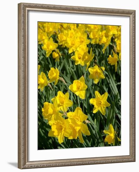 Yellow Daffodils, Elmira College, New York, USA-Lisa S. Engelbrecht-Framed Photographic Print