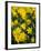 Yellow Daffodils, Elmira College, New York, USA-Lisa S. Engelbrecht-Framed Photographic Print