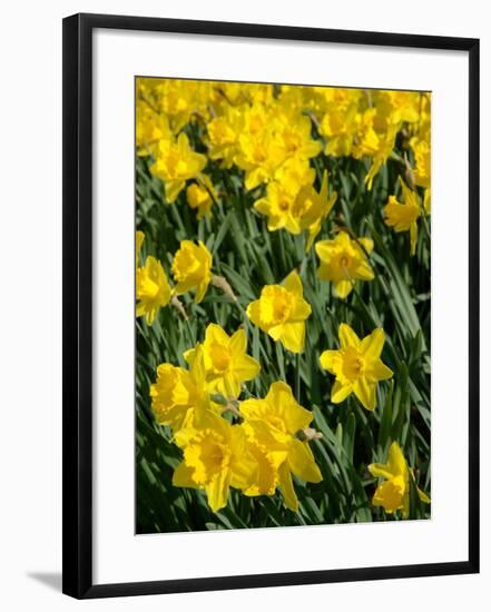 Yellow Daffodils, Elmira College, New York, USA-Lisa S. Engelbrecht-Framed Photographic Print