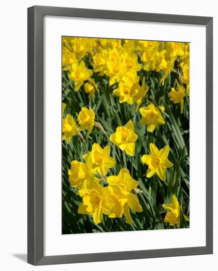 Yellow Daffodils, Elmira College, New York, USA-Lisa S. Engelbrecht-Framed Photographic Print