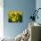 Yellow Daffodils, Elmira College, New York, USA-Lisa S^ Engelbrecht-Photographic Print displayed on a wall