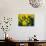 Yellow Daffodils, Elmira College, New York, USA-Lisa S^ Engelbrecht-Photographic Print displayed on a wall