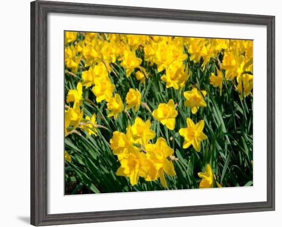 Yellow Daffodils, Elmira College, New York, USA-Lisa S^ Engelbrecht-Framed Photographic Print