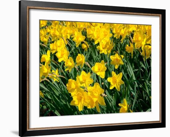 Yellow Daffodils, Elmira College, New York, USA-Lisa S^ Engelbrecht-Framed Photographic Print