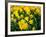 Yellow Daffodils, Elmira College, New York, USA-Lisa S^ Engelbrecht-Framed Photographic Print