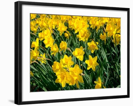 Yellow Daffodils, Elmira College, New York, USA-Lisa S^ Engelbrecht-Framed Photographic Print