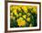 Yellow Daffodils, Elmira College, New York, USA-Lisa S^ Engelbrecht-Framed Photographic Print