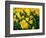 Yellow Daffodils, Elmira College, New York, USA-Lisa S^ Engelbrecht-Framed Photographic Print