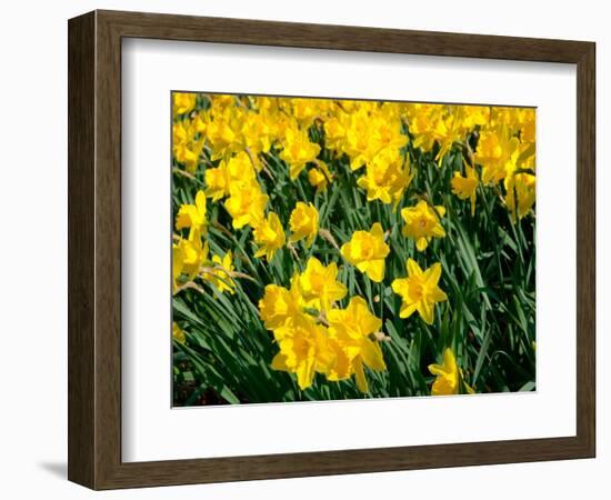 Yellow Daffodils, Elmira College, New York, USA-Lisa S^ Engelbrecht-Framed Photographic Print