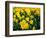 Yellow Daffodils, Elmira College, New York, USA-Lisa S^ Engelbrecht-Framed Photographic Print