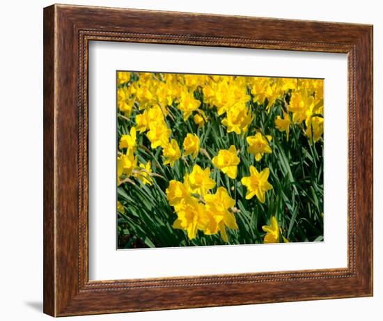 Yellow Daffodils, Elmira College, New York, USA-Lisa S^ Engelbrecht-Framed Photographic Print