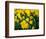 Yellow Daffodils, Elmira College, New York, USA-Lisa S^ Engelbrecht-Framed Photographic Print