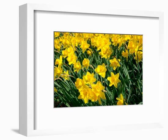 Yellow Daffodils, Elmira College, New York, USA-Lisa S^ Engelbrecht-Framed Photographic Print
