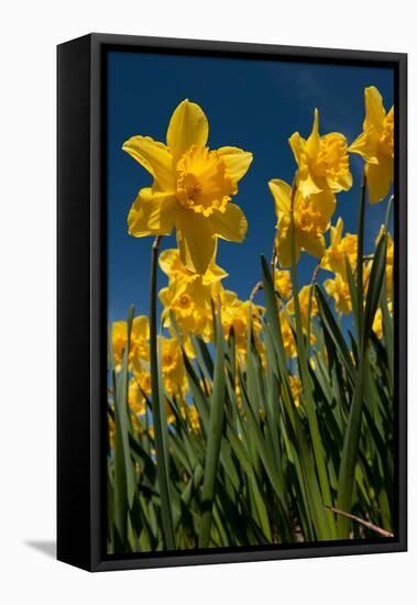 Yellow Daffodils in Front of a Blue Sky-Ivonnewierink-Framed Premier Image Canvas