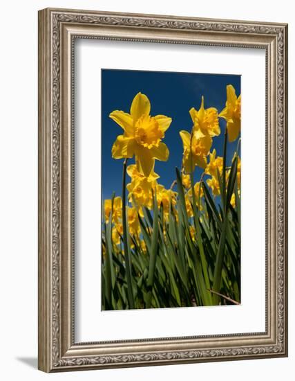 Yellow Daffodils in Front of a Blue Sky-Ivonnewierink-Framed Photographic Print