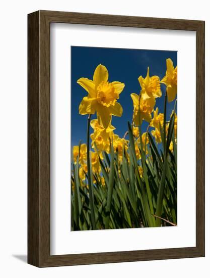 Yellow Daffodils in Front of a Blue Sky-Ivonnewierink-Framed Photographic Print