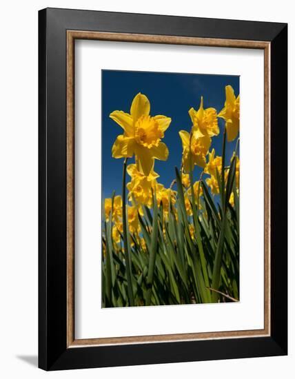Yellow Daffodils in Front of a Blue Sky-Ivonnewierink-Framed Photographic Print