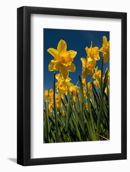 Yellow Daffodils in Front of a Blue Sky-Ivonnewierink-Framed Photographic Print