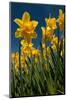 Yellow Daffodils in Front of a Blue Sky-Ivonnewierink-Mounted Photographic Print