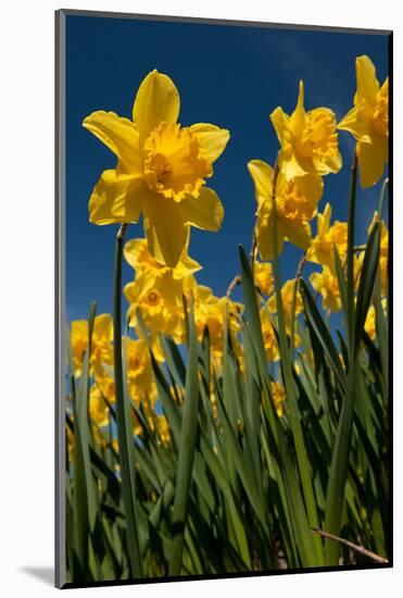 Yellow Daffodils in Front of a Blue Sky-Ivonnewierink-Mounted Photographic Print