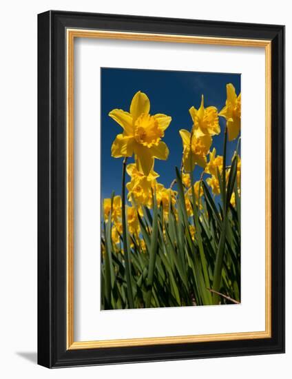 Yellow Daffodils in Front of a Blue Sky-Ivonnewierink-Framed Photographic Print