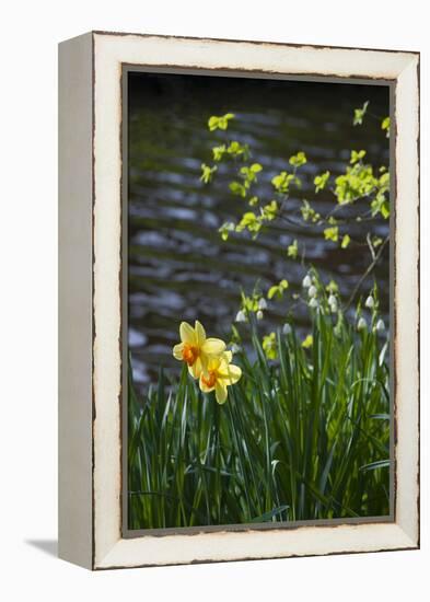 Yellow Daffodils-Anna Miller-Framed Premier Image Canvas