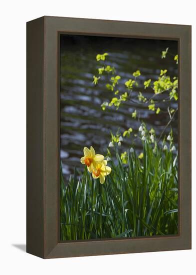 Yellow Daffodils-Anna Miller-Framed Premier Image Canvas