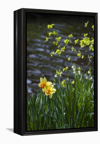 Yellow Daffodils-Anna Miller-Framed Premier Image Canvas