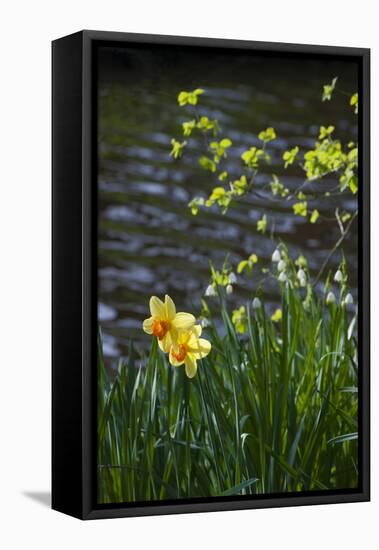 Yellow Daffodils-Anna Miller-Framed Premier Image Canvas