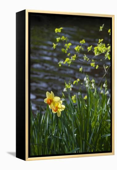 Yellow Daffodils-Anna Miller-Framed Premier Image Canvas